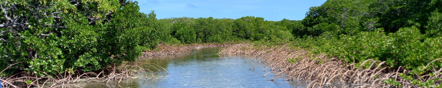 Mangrove_Channel_Ouvea_Cyril_Marchand