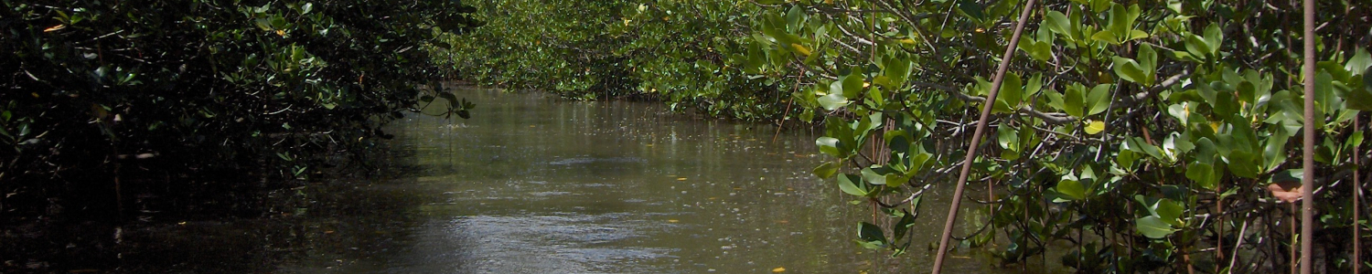Mangrove_channel_New_Caledonia_Cyril_Marchand