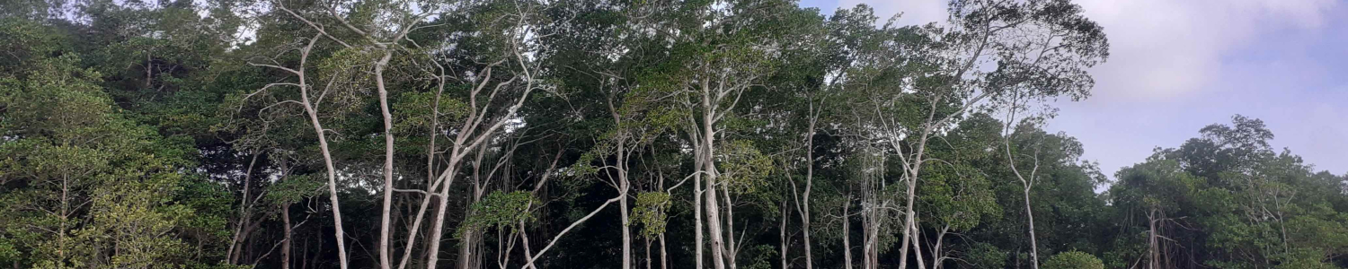 Marapanim Mangrove Credit G. Abril