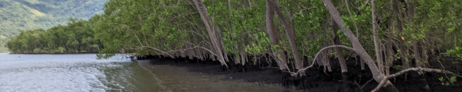 Pristine_mangrove_in_Mamangua_Brazil__C__Aurelia_Mouret