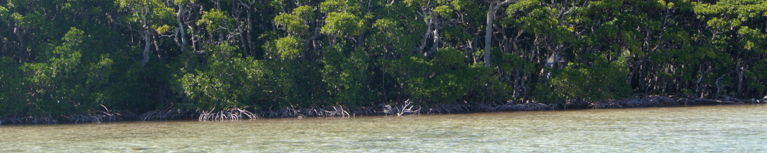 mangrove Ouvea Cyril Marchand
