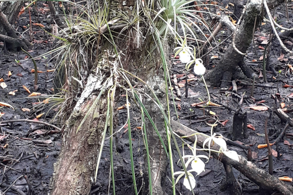 Mamangua mangrove