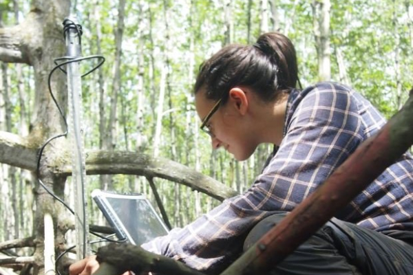 Mangrove Root production in situ measurements Marie Arnaud