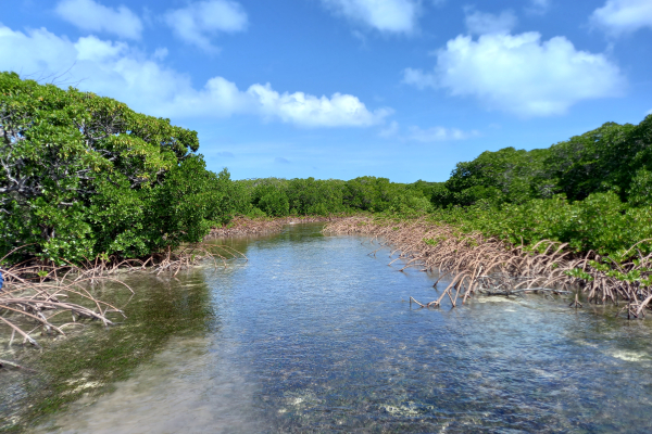 Mangrove_Channel_Ouvea_Cyril_Marchand