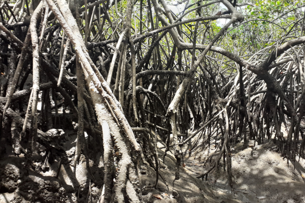Mangrove_French_Guiana__C__Gwenael_Abril