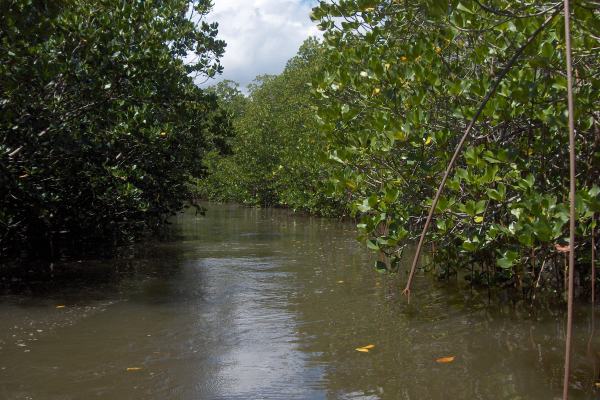 Mangrove_channel_New_Caledonia_Cyril_Marchand