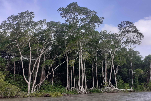 Marapanim Mangrove Credit G. Abril