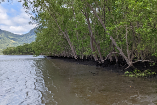 Pristine_mangrove_in_Mamangua_Brazil__C__Aurelia_Mouret