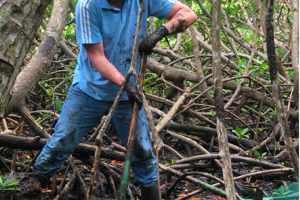 Sampling mangrove soils for mesocosm experiments