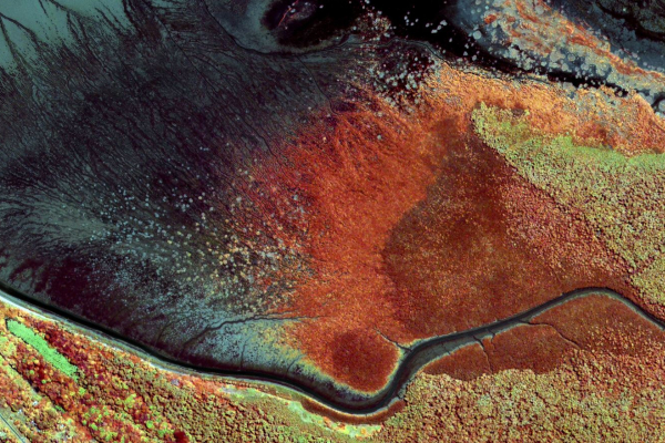 Very High Resolution Image Mangrove_French Guiana_Christophe PROISY