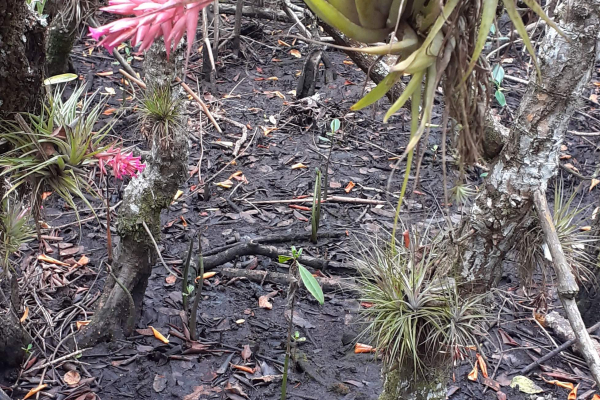 Mamangua mangrove