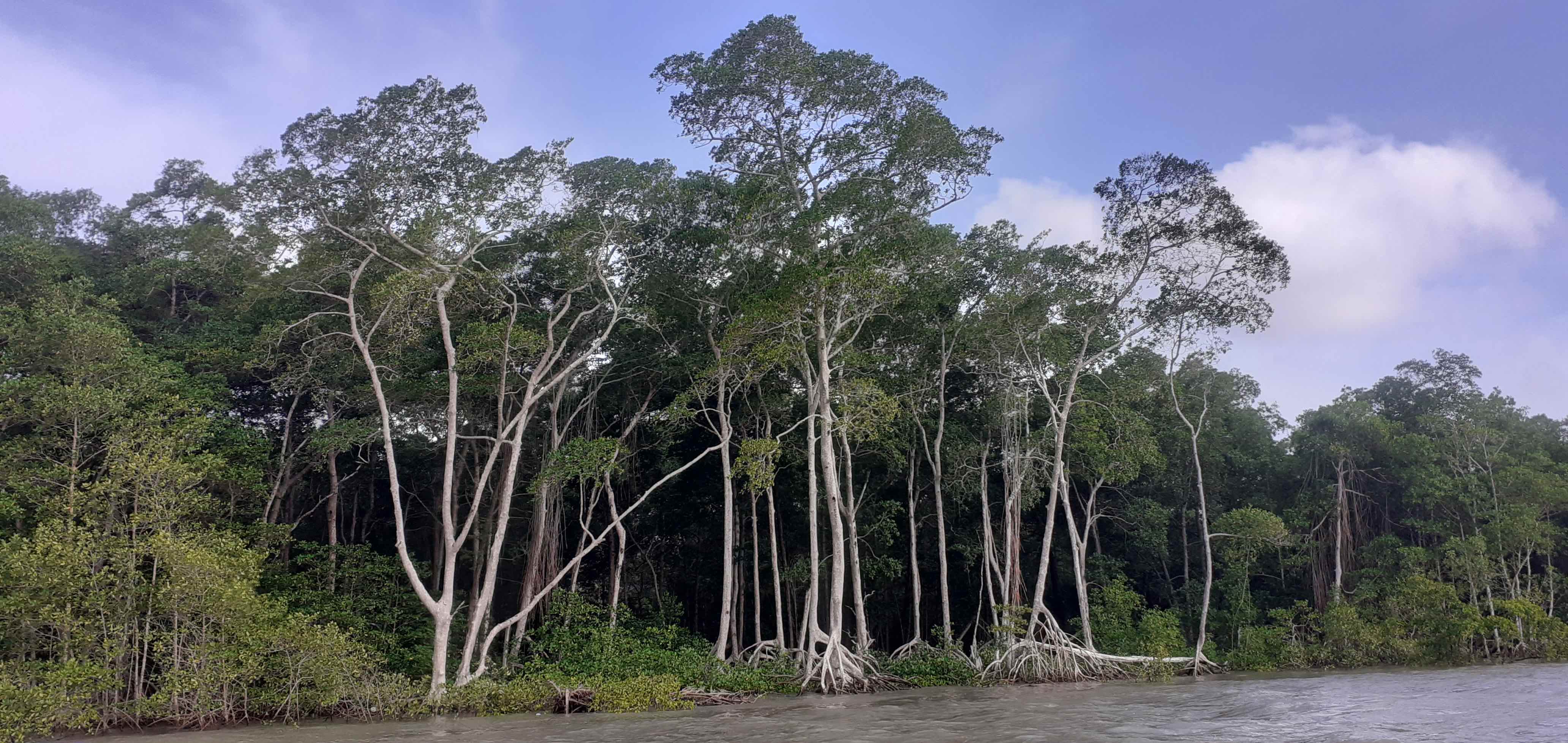 Marapanim Mangrove Credit G. Abril